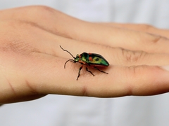 Scutiphora pedicellata
