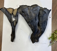 Polyozellus marymargaretae