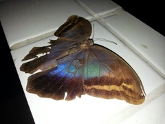 Eryphanis automedon amphimedon
