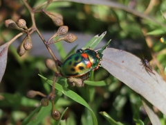 Scutiphora pedicellata