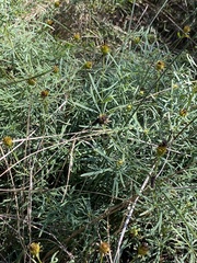 Coreopsis pulchra