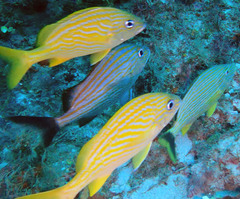 Haemulon flavolineatum