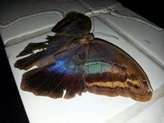 Eryphanis automedon amphimedon