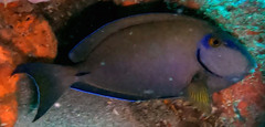Acanthurus tractus