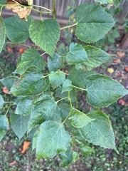 Ampelopsis