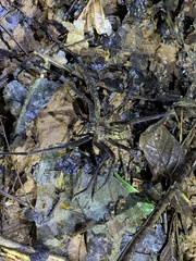 Cupiennius coccineus