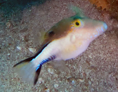 Canthigaster rostrata