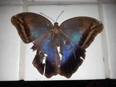 Eryphanis automedon amphimedon