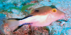 Canthigaster rostrata