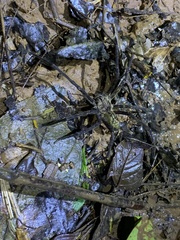 Cupiennius coccineus