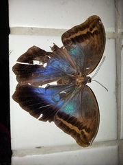 Eryphanis automedon amphimedon