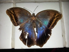 Eryphanis automedon amphimedon