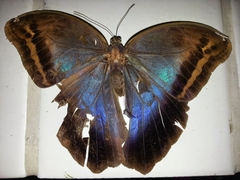 Eryphanis automedon amphimedon