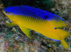 Stegastes xanthurus