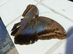 Eryphanis automedon amphimedon