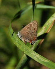 Satyrium liparops