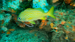 Haemulon flavolineatum