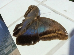 Eryphanis automedon amphimedon