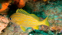 Haemulon flavolineatum