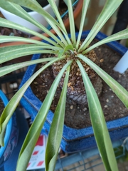 Pachypodium lamerei