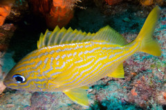 Haemulon flavolineatum