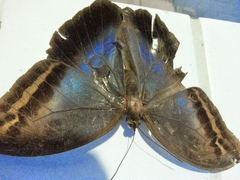 Eryphanis automedon amphimedon