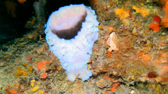 Callyspongia plicifera