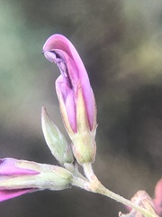 Lespedeza thunbergii