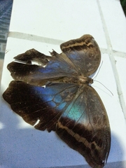 Eryphanis automedon amphimedon