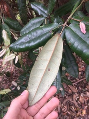 Aextoxicon punctatum