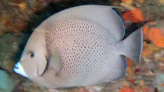 Pomacanthus arcuatus