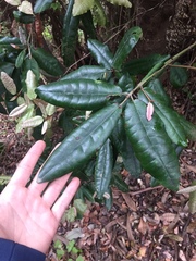 Aextoxicon punctatum