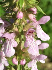 Stachys hispida