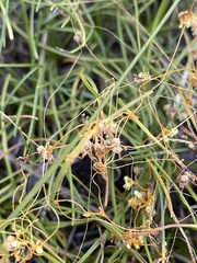 Cuscuta harperi