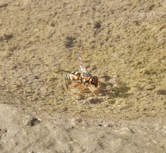 Euodynerus annulatus