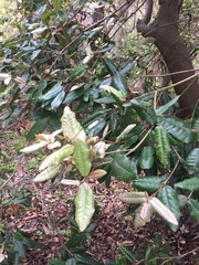 Aextoxicon punctatum