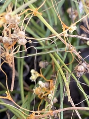 Cuscuta harperi