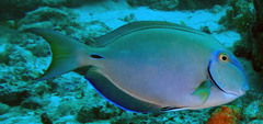 Acanthurus tractus
