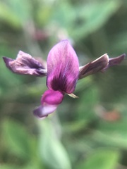 Lespedeza thunbergii