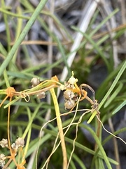 Cuscuta harperi