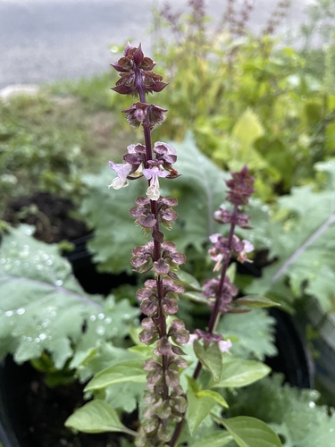 Image of Ocimum basilicum by (c) Branson Khounvichith, some rights reserved (CC BY-SA)
