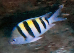 Abudefduf saxatilis