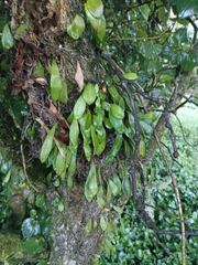 Pyrrosia eleagnifolia