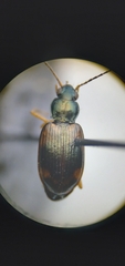 Bembidion corgenoma