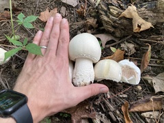 Agaricus crocodilinus