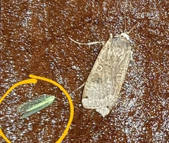 Chrysopa nigricornis