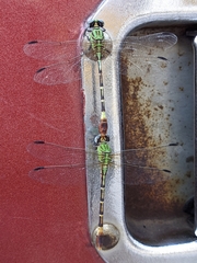 Erpetogomphus