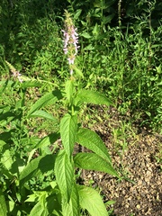 Stachys hispida