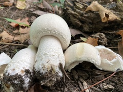Agaricus crocodilinus