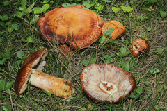 Russula mutabilis